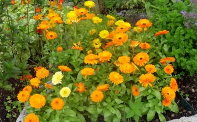 Календула в саду и огороде: защита урожая и целебные свойства — польза для участка и человека