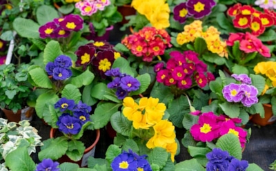 Цветник после тюльпанов: яркие летние растения — идеи для клумбы на весь сезон