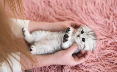 Гипоаллергенные кошки будущего: генная инженерия решает проблему аллергии — безопасные питомцы для всех