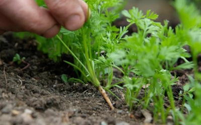 Прореживание моркови и свеклы: верный шаг к богатому урожаю корнеплодов — секреты правильного ухода