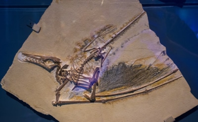 Древняя пташка: в Японии обнаружили останки птерозавра — редкое открытие на Кюсю