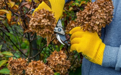 Осенний уход за гортензией: подкормка и мульчирование — для пышного цветения весной