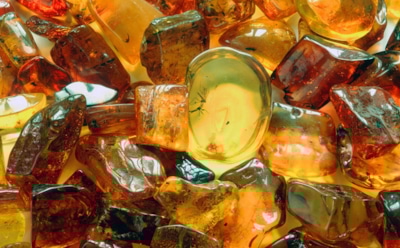 Новая находка из Антарктиды: доказательство существования хвойных лесов на континенте — научное открытие