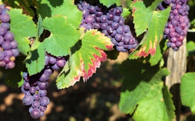 Виноград и вопрос сожительства: какие растения подавляют лозу — избегайте этих ошибок на участке