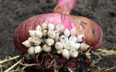 Размножение с ножом: тонкости разрезания луковиц гладиолуса — как сохранить сорт и получить обильный рост