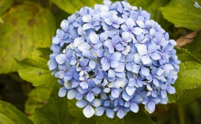 Подкормки для гортензии: нетривиальные варианты питательных смесей — секреты пышного цветения