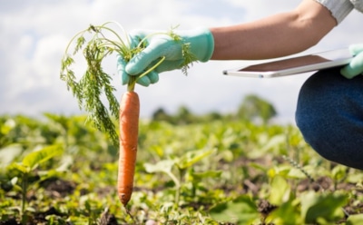Морковкины соседи: кого оранжевый корнеплод не потерпит рядом — секреты богатого урожая
