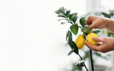 Выращивание лимона из косточки: секреты ухода в домашних условиях — сорта и советы для начинающих