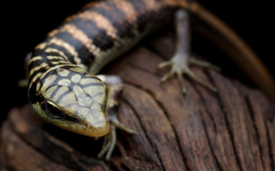 Старейшая ящерица планеты: находка в Великобритании — возраст 205 млн лет