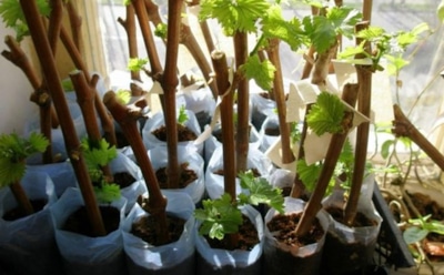 Секреты виноградарства: укоренение черенков — способ для обильного урожая