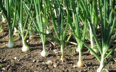 Забудьте про севок: выращивание лука из семян — меньше затрат и стрелок