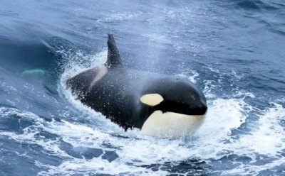 Косатки и лососевые «шляпы»: странная привычка — новое объяснение ученых