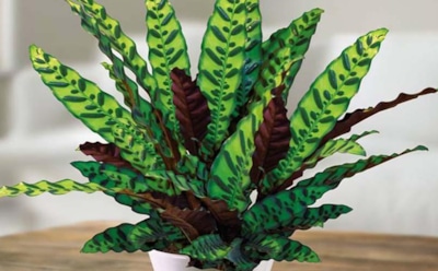 Калатея — капризная красавица: уход за декоративным растением — советы для здоровья листвы