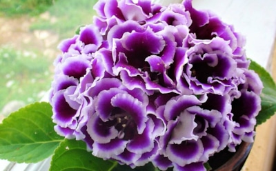 Размножение глоксинии: от листа до семян — простые способы для цветоводов