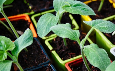 Выращивание рассады для обильного урожая: кабачки в домашних условиях — секреты подготовки и высадки