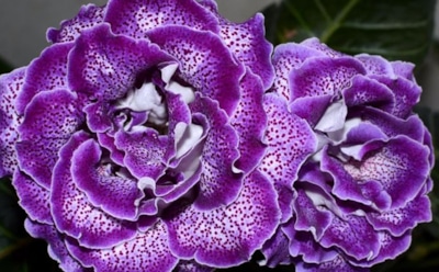 Обеспечьте пышное цветение глоксинии: уход для максимального эффекта — советы по здоровью растения