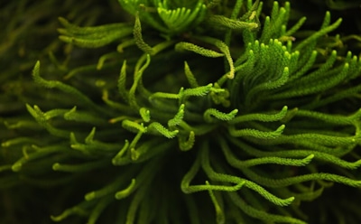 Водоросли в космосе: новые горизонты освоения Вселенной — источник кислорода и пищи