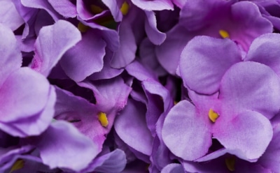 Фиалки круглый год: правила ухода для пышного цветения — свет, грунт и правильный полив