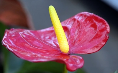 Антуриум в домашних условиях: секреты ухода за цветком-привередой — правила посадки и полива