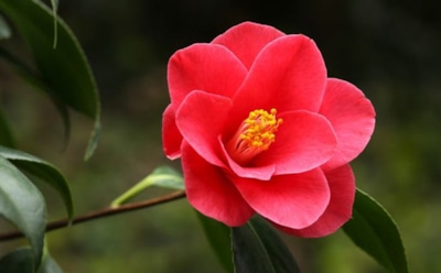 Капризная красота камелии: пышное цветение с простыми советами — секреты ухода