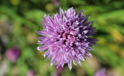 Монарда в саду: как вырастить яркий и ароматный цветок — секреты посадки и ухода