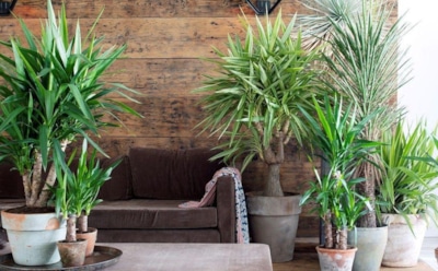 Юкка в доме: простые правила ухода и размножения — советы для здорового роста