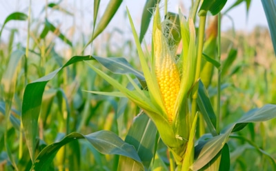 Приручение кукурузы: от мексиканских корней до одомашнивания в Южной Америке — путь через континенты