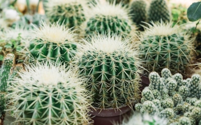 Зимний сон растений: уход за кактусами, глоксинией и другими зимой — советы для дома