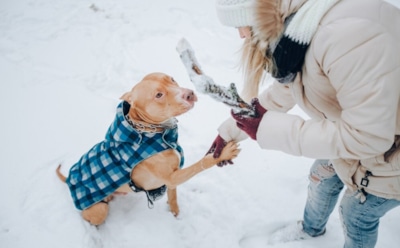 Как ухаживать за питомцами зимой: обеспечьте любимцам комфорт и здоровье — основные правила для холодного времени