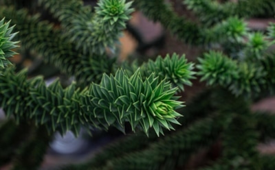 Эффектная елочка дома: правила ухода за араукарией 一 простые советы для садоводов