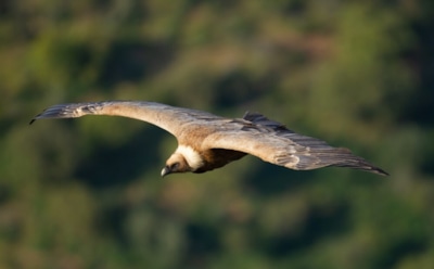 Форма крыльев птиц и острова: дальние перелеты влияют на биоразнообразие — неожиданные итоги исследования