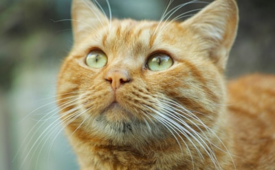 Почему рыжие кошки рыжие: генетическая загадка решена — мутация и тайна мозаичного окраса