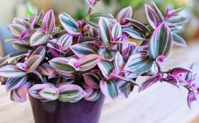 Правильный уход за традесканцией: дренаж и освещение — секреты пышного роста