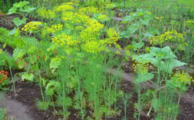 Как вырастить укроп без зонтиков: правильный выбор сорта и уход — густая зелень весь сезон