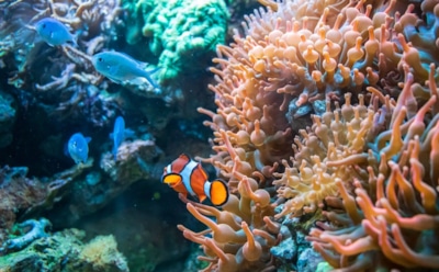 Кораллы вместо костных трансплантатов: ученые создали революционный материал — ускоряет заживление тканей