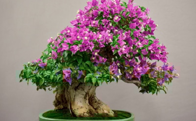 Секреты ухода за бонсаем: создаем долговечное украшение интерьера — адаптация и здоровье