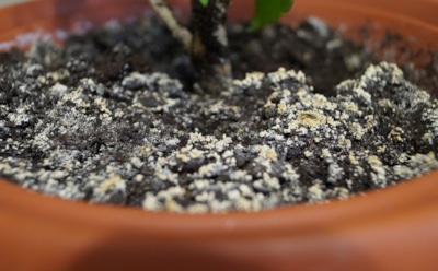 Опасности белого налета: как спасти комнатные растения от грибка — эффективные советы цветоводов