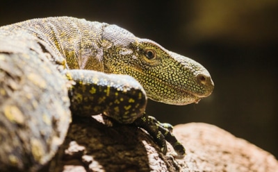 Треордатот — древний предок ящериц: броня, шипы и зубы — новые открытия палеонтологов