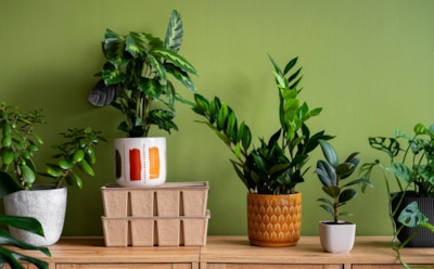 Растения для здоровья дома: полезное соседство — секреты очищения воздуха