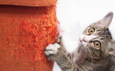 Как защитить мебель от кошек: эффективные способы справиться с когтями — советы для владельцев