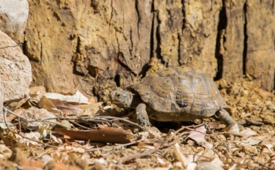 Ритуалы древних эпох: в израильской пещере нашли скульптуру черепахи — связь с духовными традициями