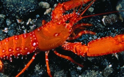 Хищник из глубин: новый вид рака в Чилийской впадине — открытие ученых