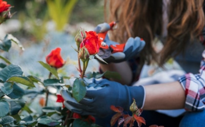 Как обрезать розы правильно: виды обработки для красоты кустов — советы по уходу за цветами