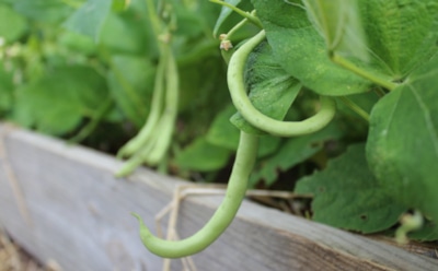 Фасоль и ее соседи: как выбрать удачные культуры для совместной посадки — секреты обильного урожая