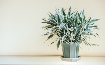 Неприхотливые комнатные растения: идеальный выбор для занятых людей — зелень и уют без забот