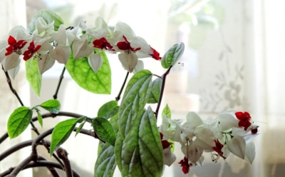 Правильный уход за клеродендрумом: капризный многолетник с ярким цветением — советы для домашнего выращивания