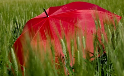 Уход за зонтом: секреты чистоты и долгой службы — эффективные методы и полезные советы