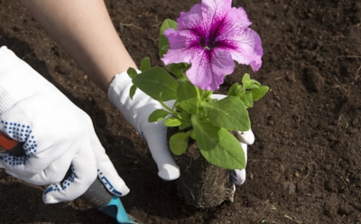 Декабрьские садовые заботы: что посадить зимой для пышного весеннего цветения — практичные советы для садоводов