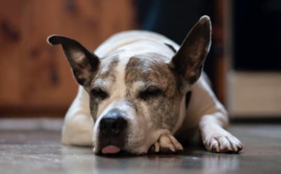 И у нее на это шесть причин: почему собака лижет пол — что приводит к странному поведению