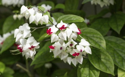 Удивительные комнатные растения: самая красивая зелень на вашем окне — цветущие шедевры